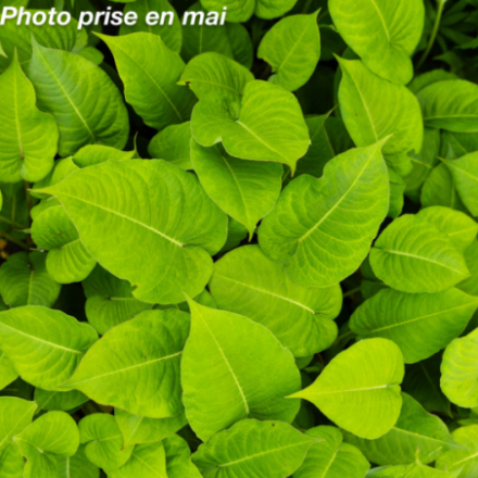 Persicaria amplexicaulis 'Taurus'