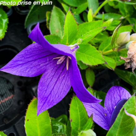 Platycodon grandiflorus 'Fuji Bleu'