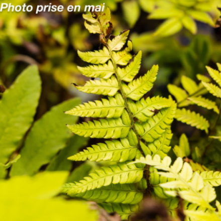 Polystichum rigens
