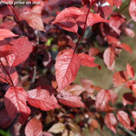 Prunus cerasifera 'Atropurpurea'