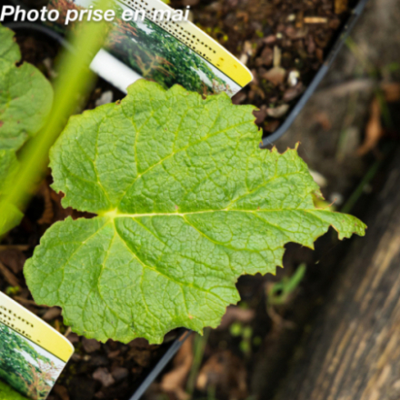 Rheum palmatum 'Tanguticum'
