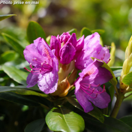 Rhododendron x 'Catawbiense Grandiflorum®'