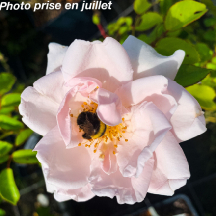 Rosa wichuraiana 'New Dawn' - Rosier grimpant ancien