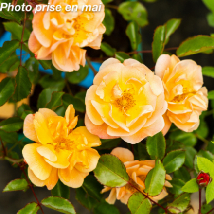 Rosa x 'Calizia' - Rosier arbustif décorosier