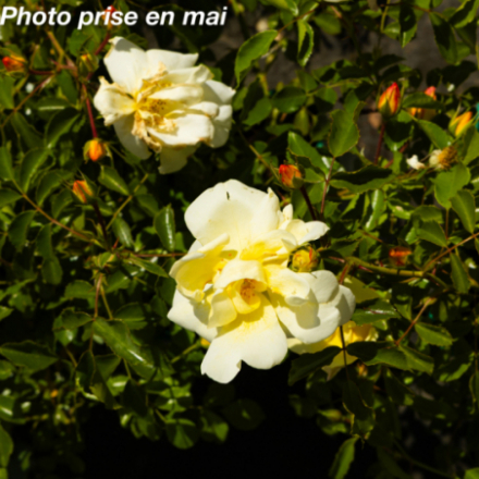 Rosa x 'Celina' - Rosier arbustif décorosier