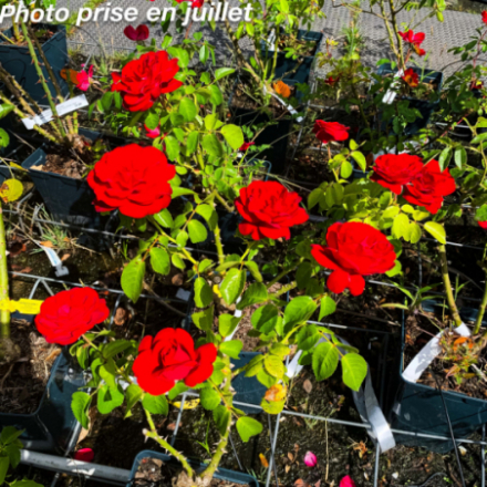 Rosa x 'Conquistador®' Fryfocus - Rosier grimpant