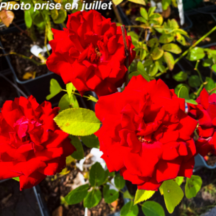 Rosa x 'Ingrid Bergman'