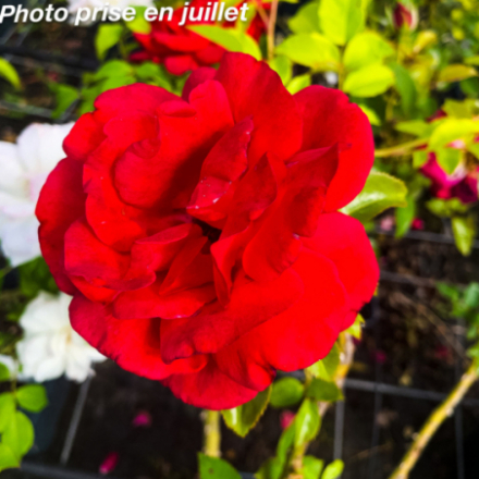 Rosa x 'Le Grand Huit®' Adabaring - Rosier grimpant