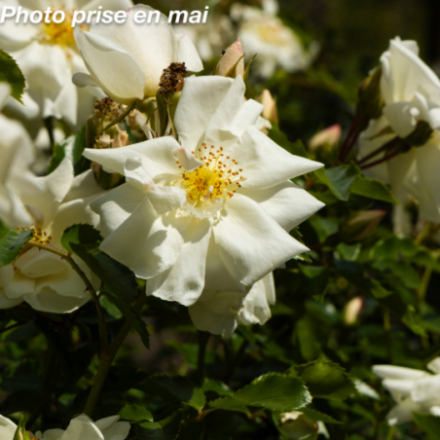 Rosa x 'Opalia' - Rosier arbustif décorosier