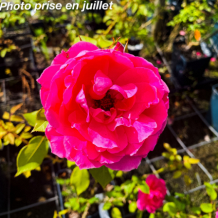 Rosa x 'Pink Cloud' - Rosier grimpant