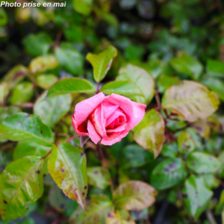 Rosa x 'Spécial Anniversary®' Whastiluc - Rosier grimpant