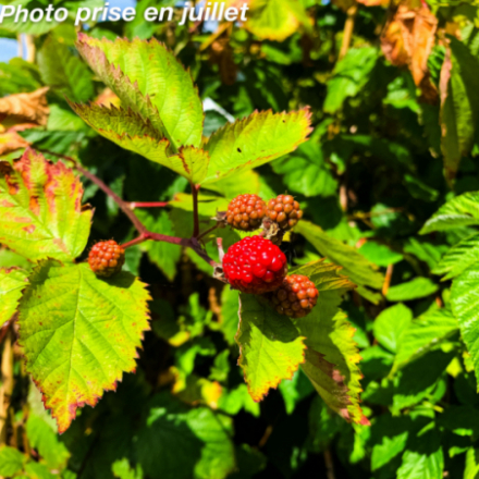 Rubus fruticosus 'Jumbo' - Mûre
