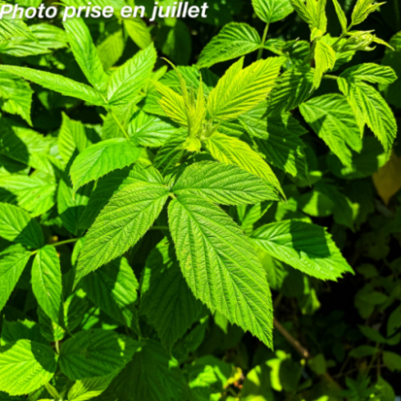 Rubus idaeus 'Fall Gold' - Framboisier