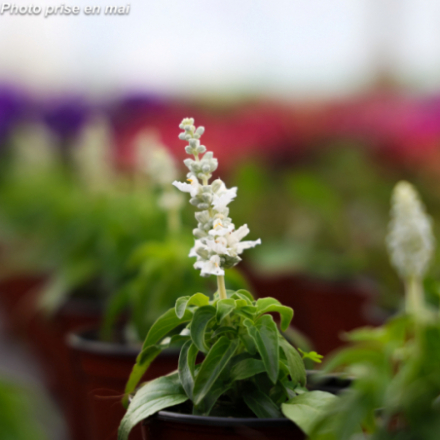 Salvia farinacea -Sauge