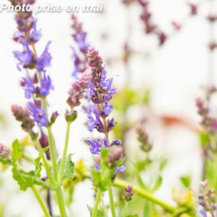 Salvia nemorosa 'Blauhugel'