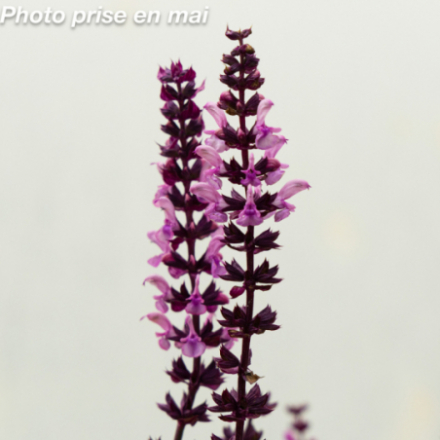 Salvia nemorosa 'Rose Queen' - Sauge des bois