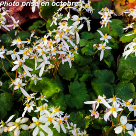 Saxifraga 'Sibyll Trelawney'
