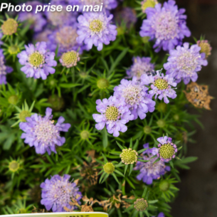 Scabiosa japonica 'Ritz Blue'