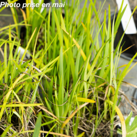 Schizostylis coccinea 'Mrs Hegarty'