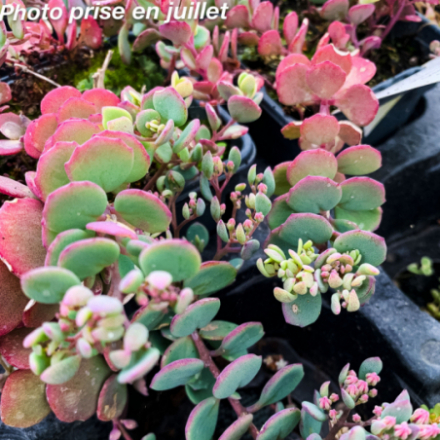 Sedum cauticola 'Lidakense'