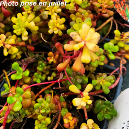 Sedum oreganum