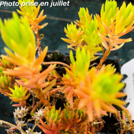 Sedum sediforme 'Lemon Ball'