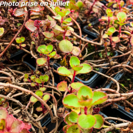 Sedum spurium 'Voodoo'
