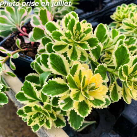 Sedum takesimense 'Atlantis'®