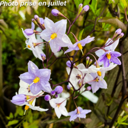 Solanum jasminoides - Morelle -Jasmin