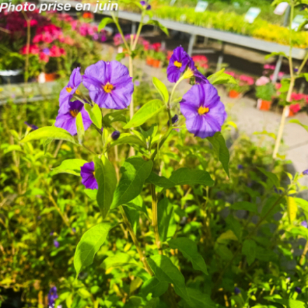 Solanum rantonetti - Arbre à gentiane