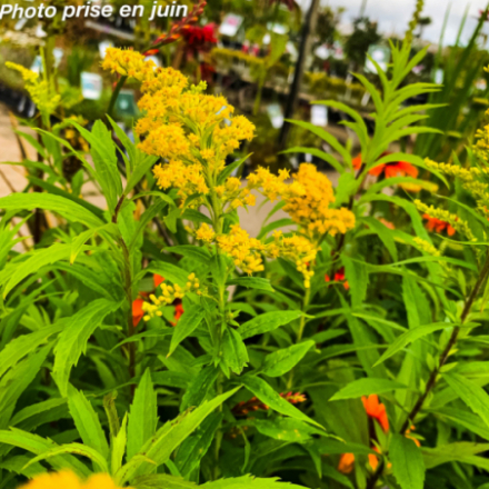 Solidago canadensis 'Goldkind'