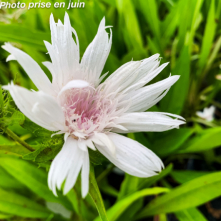 Stokesia laevis 'Alba'