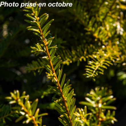 Taxus baccata - If commun