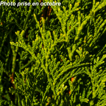 Thuya occidentalis 'Emeraude'