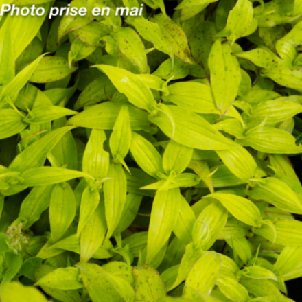 Tricyrtis formosana 'Stolonifera'