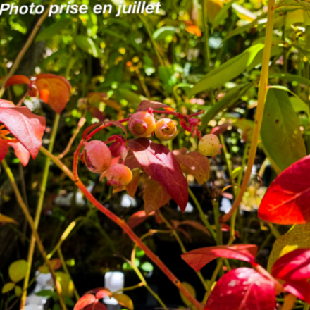 Vaccinium corymbosum - Myrtille