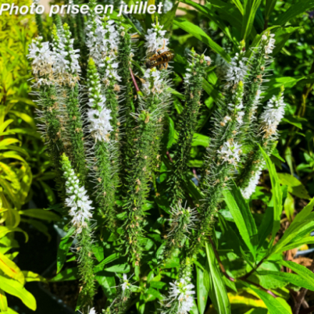 Veronica spicata 'Alba'