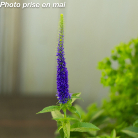 Veronica spicata 'Ulster Dwarf Blue'
