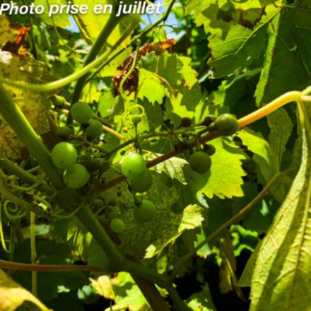 Vitis vinifera 'Cornichon' - Vigne