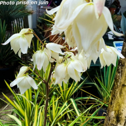 Yucca filamentosa 'Golden Sword' - Palmier