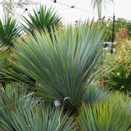 Yucca rostrata - Palmier