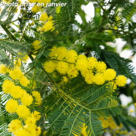 Acacia dealbata 'Gaulois Astier' - Mimosa d'hiver