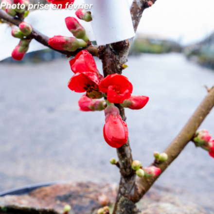 Chaenomeles  speciosa 'Rubra Grandiflora' - Cognassier du Japon