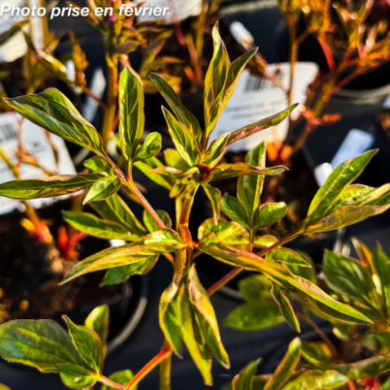 Paeonia lactiflora 'Angel Cheeks'