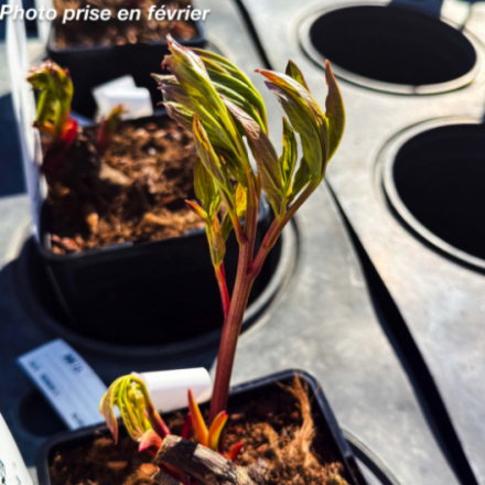 Paeonia lactiflora 'Dinner Plate'