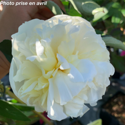 Paeonia lactiflora 'Duchesse De Nemours'