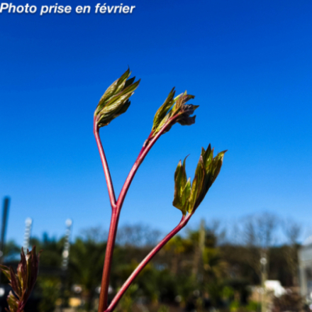 Paeonia lactiflora 'Purple Spider'