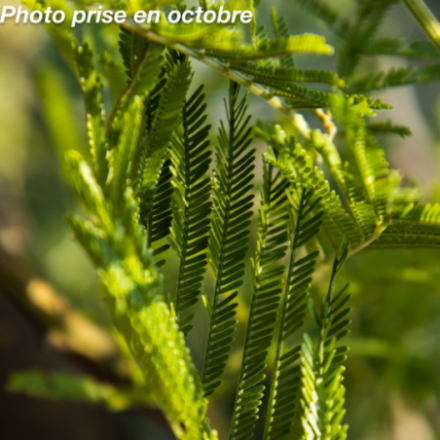 Acacia dealbata - Mimosa...