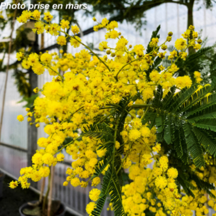 Acacia dealbata 'Gaulois Astier' - Mimosa d'hiver