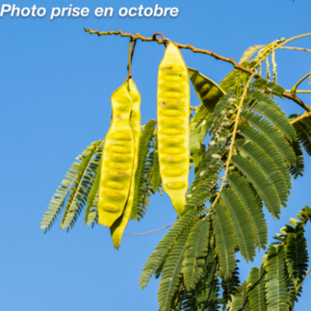 Albizia julibrissin Ombrella 'Boubri'